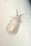 Spilosoma lubricipeda