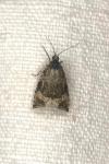 Celypha lacunana