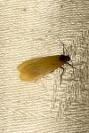 Wittia sororcula