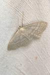 Idaea subsericeata