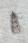 Eudonia angustea