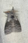 Calliteara pudibunda