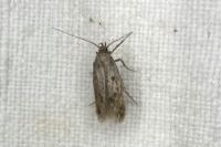 Borkhausenia