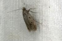 Borkhausenia