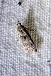 Eudonia angustea