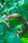 Malacosoma neustria