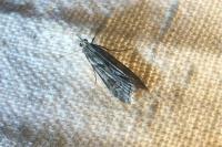 Eudonia angustea