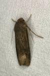 Agrotis ipsilon