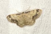 Idaea trigeminata