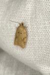 Acleris ferrugana/notana
