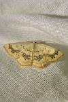 Cyclophora annularia