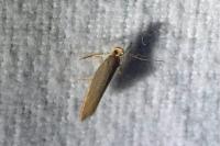 Crassa unitella