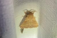 Malacosoma neustria