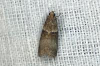 Acrobasis tumidana