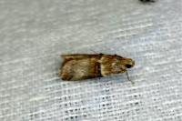 Acrobasis tumidana