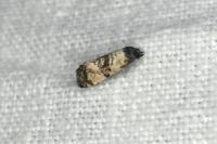 Cochylis atricapitana