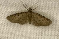 Eupithecia virgaureata
