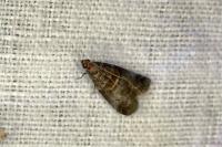 Acrobasis consociella