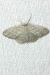 Idaea subsericeata