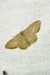 Idaea straminata
