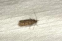 Hofmannophila pseudospretella