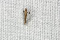 Caloptilia alchimiella/robustella