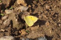 Colias crocea