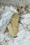 Spilarctia lutea