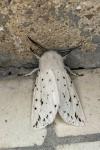 Spilosoma lubricipeda