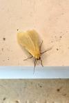 Wittia sororcula