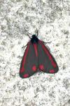 Tyria jacobaeae