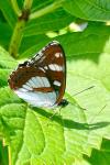 Limenitis reducta