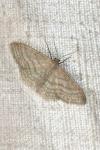 Idaea subsericeata