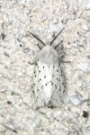 Spilosoma lubricipeda