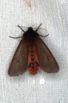 Phragmatobia fuliginosa