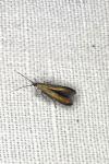 Coleophora