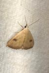 Rivula sericealis