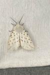 Spilosoma lubricipeda