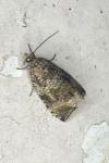 Celypha lacunana