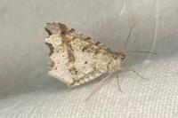 Macaria alternata