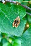 Ptycholoma lecheana