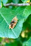 Ptycholoma lecheana