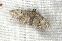 Eupithecia abbreviata