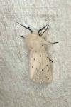 Spilosoma lubricipeda