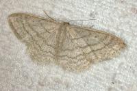 Idaea subsericeata