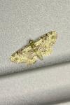 Pasiphila rectangulata