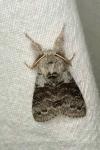 Calliteara pudibunda