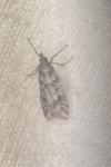 Eudonia angustea