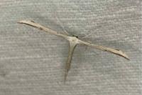 Emmelina monodactyla
