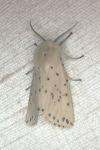 Spilosoma lubricipeda